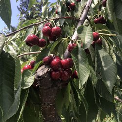 Bury’s Orchard - Lambert cherries