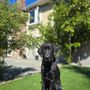 Photo of Canine Comprehensive