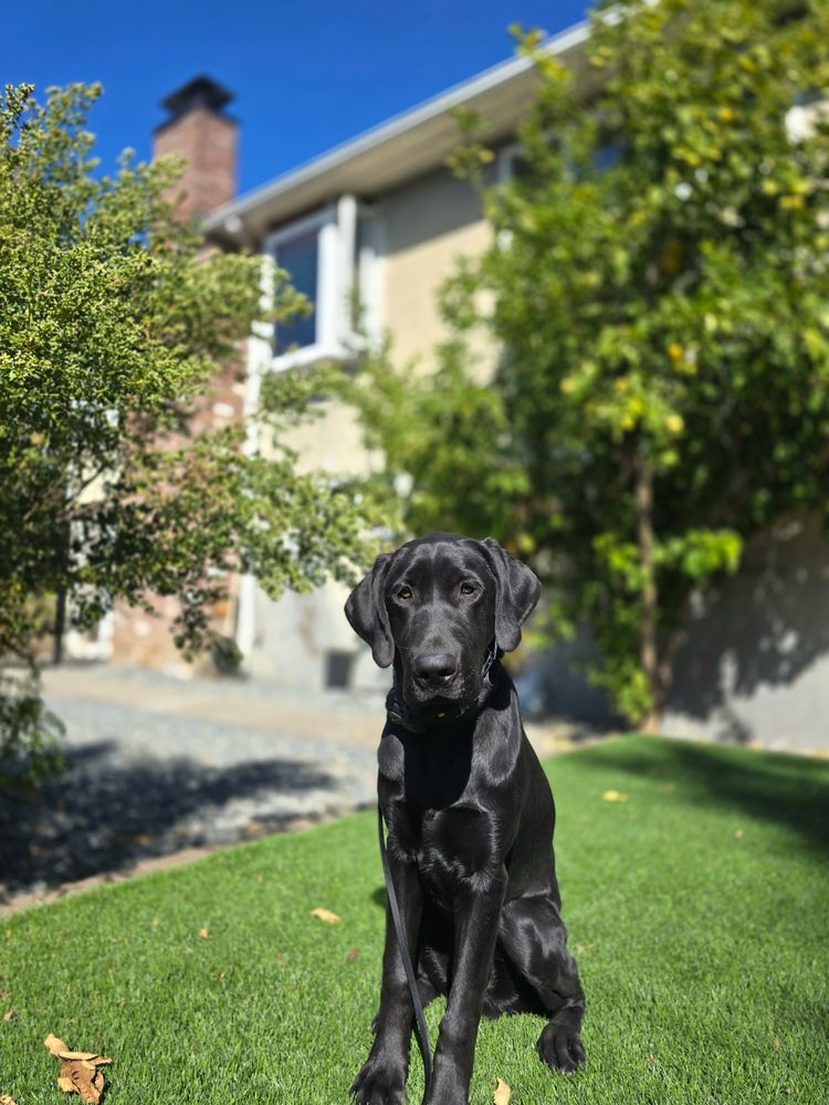 Canine Comprehensive - pet boarding facility in Oakland, CA