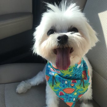 Plush Pad - Pet Stores Near Me - Austin, Texas Plush Pad - Pet Stores Near Me - Austin, Texas
