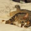 Bone-A-Fide Pet Sitter gift card