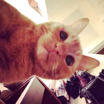 Kitty in NY - Pet Boarding Near Me