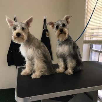 Fur Paws - Pet Groomers Near Me - Houston, Texas
