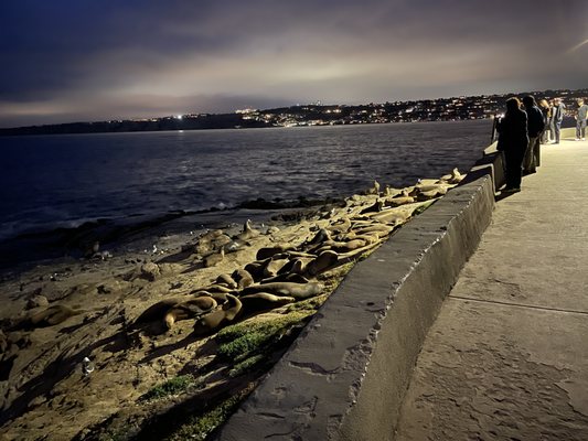 Lifeguard La Jolla Cove by null
