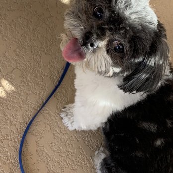 Primp & Proper Dog Grooming - Her nickname is Cujo! - Pet Groomers Near Me - Surprise, Arizona