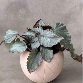 Plant Party - Begonia in Penelope Planter for Same Day Delivery - Florists Near Me - Austin, Texas