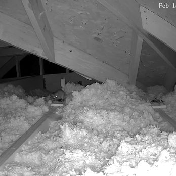 Attic Wrangler - Rat activity in Feb - Insulation Installation Near Me - Austin, Texas