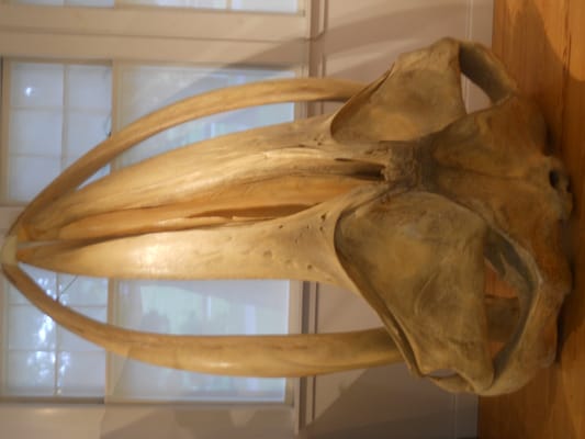 George B. Dorr Museum of Natural History by null