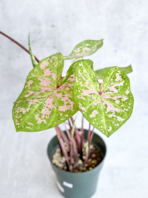 Ed's Plant Shop by null