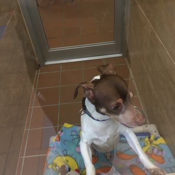 Doggie Style Pets - Pet Groomers Near Me - Bala Cynwyd, Pennsylvania Doggie Style Pets - Pet Groomers Near Me - Bala Cynwyd, Pennsylvania