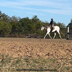 Fiddler's Green - This image captures a rider on a dapple-gray horse trotting across a plowed field next to a jump standard...