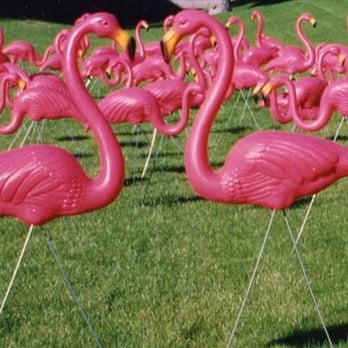 Flamingos By Night - Flock someone tomorrow! - Party Supplies Near Me Flamingos By Night - Flock someone tomorrow! - Party Supplies Near Me