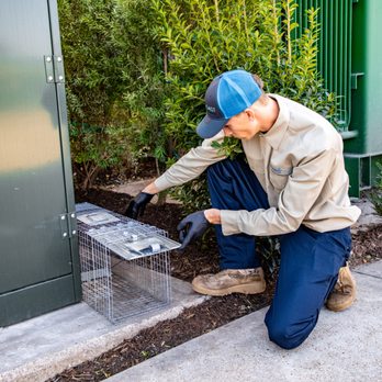 Third Coast Home and Commercial Services - Rodent trapping - Pest Control Near Me - Houston, Texas Third Coast Home and Commercial Services - Rodent trapping - Pest Control Near Me - Houston, Texas