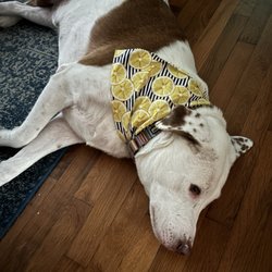 Woof! Orlando - Crush relaxing after his spa day...one tired pup