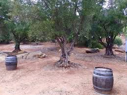 Ojai Olive Oil by null