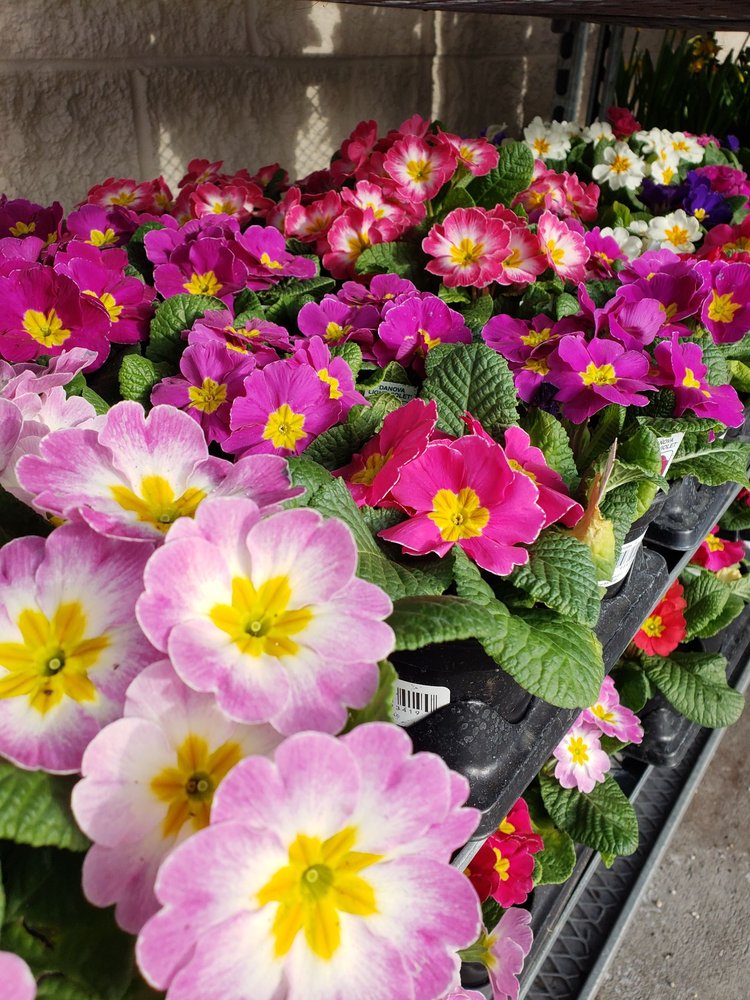 BALLINGER THRIFTWAY 22 Photos & 68 Reviews 20150 Ballinger Way NE