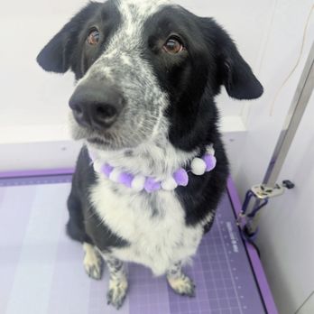 Furever Tailored - Border Collie on grooming table - Pet Groomers Near Me - Escondido, California Furever Tailored - Border Collie on grooming table - Pet Groomers Near Me - Escondido, California