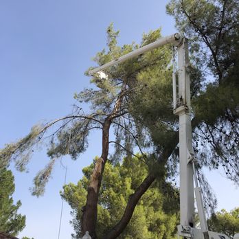Tree Monkey - Tree Services Near Me - Las Vegas, Nevada Tree Monkey - Tree Services Near Me - Las Vegas, Nevada