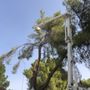 Photo of Tree Monkey