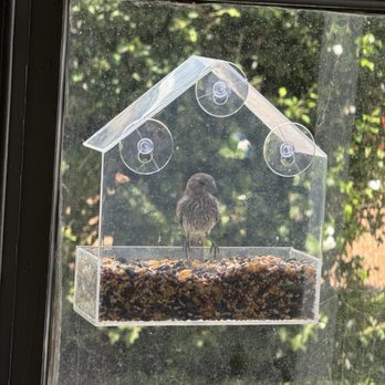 PetSmart - Juvenile female cardinal - Pet Training Near Me - Murfreesboro, Tennessee PetSmart - Juvenile female cardinal - Pet Training Near Me - Murfreesboro, Tennessee