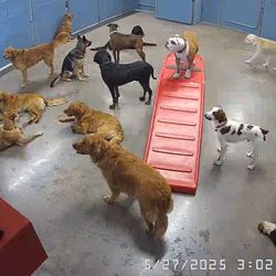 Camp Bow Wow - Camp Bow Wow dogs.