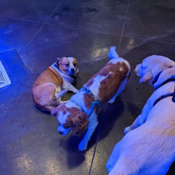 Bark Bar & Grille - Hot Dogs Near Me - Little Rock, Arkansas