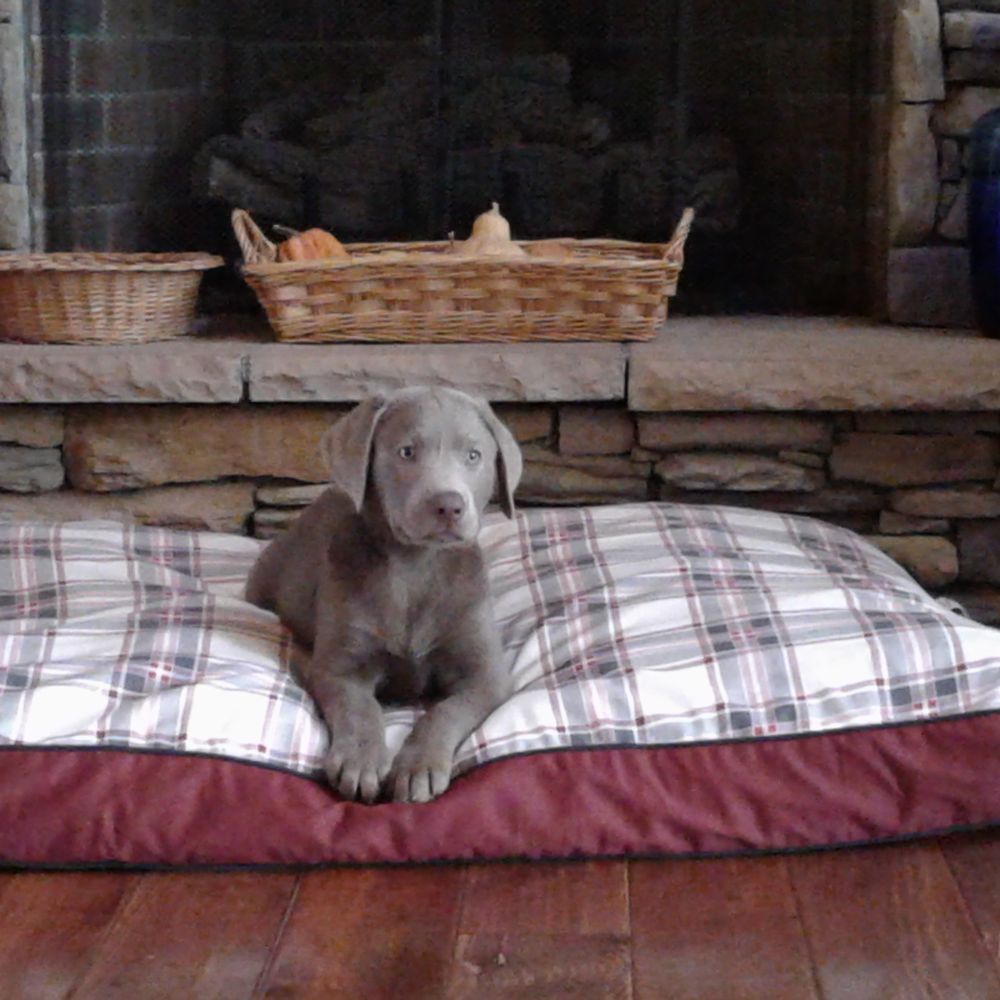 Southern Territory Pups - This is Nathan. He is a very healthy, happy, active and fun lab. We love him. - Pet Breeders Near Me Southern Territory Pups - This is Nathan. He is a very healthy, happy, active and fun lab. We love him. - Pet Breeders Near Me
