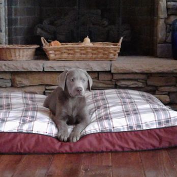 Southern Territory Pups - This is Nathan. He is a very healthy, happy, active and fun lab. We love him. - Pet Breeders Near Me Southern Territory Pups - This is Nathan. He is a very healthy, happy, active and fun lab. We love him. - Pet Breeders Near Me