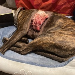 Blackman Animal Clinic - Dog