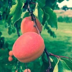 Peach Tree Produce and Coffee Shack