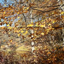 Clarence Fahnestock State Park - 10/25/25 - color