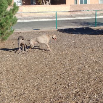 Tower Pond Park - Dogs just want to have fun too - Playgrounds Near Me - Albuquerque, New Mexico