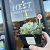 Nest gift card