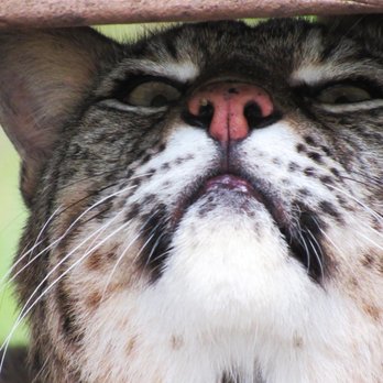 Gatorland - Bobcat - Zoos Near Me - Orlando, Florida Gatorland - Bobcat - Zoos Near Me - Orlando, Florida