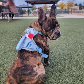 Storey Bark Park - Baxter at park - Dog Parks Near Me - Meridian, Idaho Storey Bark Park - Baxter at park - Dog Parks Near Me - Meridian, Idaho