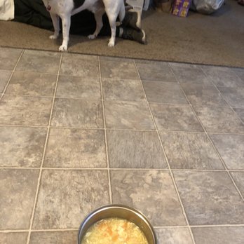 Yummy House - a dog standing next to a bowl of food - Chinese Near Me - Sutherlin, Oregon