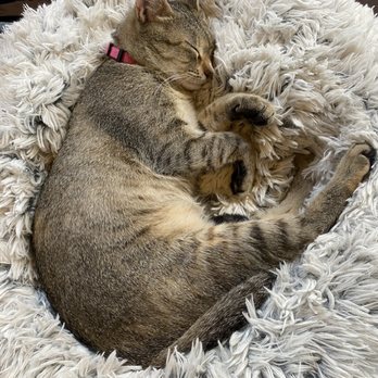 Pounce Cat Cafe - Nap time! - Pet Adoption Near Me - Charleston, South Carolina