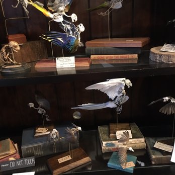 Black Moth - Articulated bird skeletons with feathered wings!!! - Home Decor Near Me - Tulsa, Oklahoma