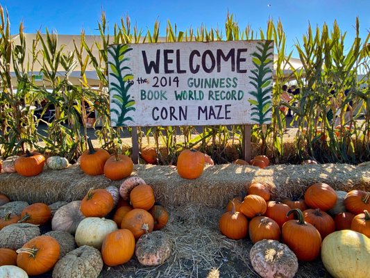 Cool Patch Pumpkins by null