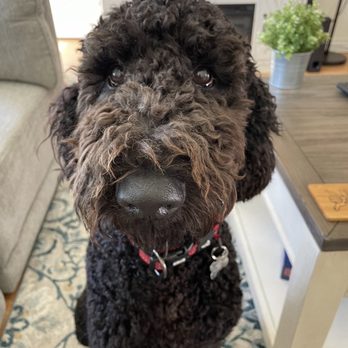 Golden Liberty Doodles - Pet Breeders Near Me