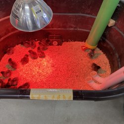 Eastern Sierra Feed & Farm Supply - Little chicks