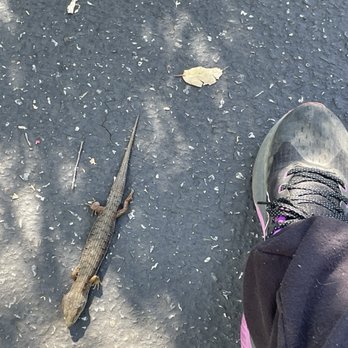 Los Gatos Creek Trail - alligator lizard. shoe 6.5 women for comparison - Parks Near Me - Campbell, California