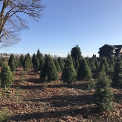 Hedlund Christmas Trees