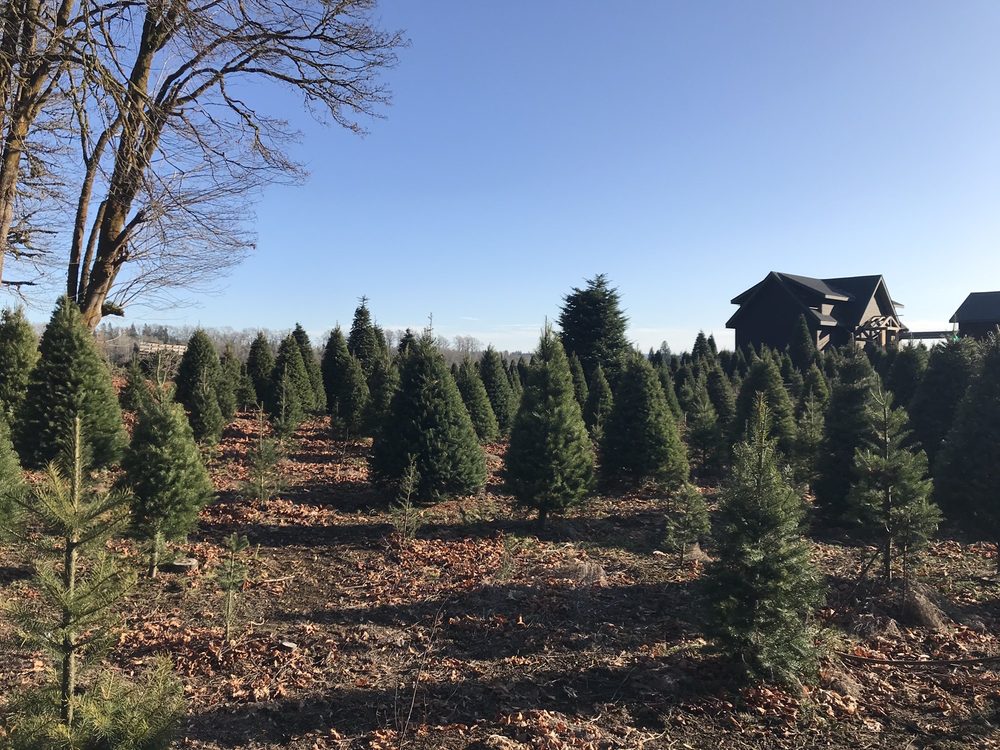 HEDLUND CHRISTMAS TREES Updated April 2024 266 Middle Satsop Rd