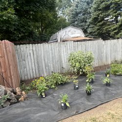 Lupe’s Landscape - After land scape clean up, mulch, and stump removal.