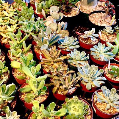 Fullerton Farmer's Market by null