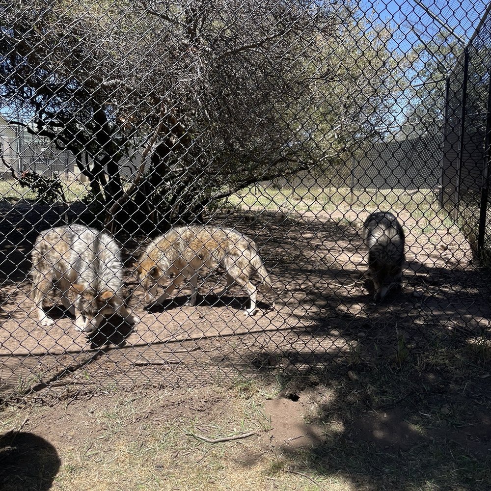 California Wolf Center - Zoos Near Me - Julian, California California Wolf Center - Zoos Near Me - Julian, California