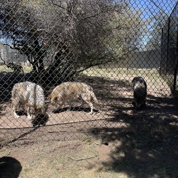California Wolf Center - Zoos Near Me - Julian, California