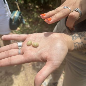 Sandra Farms - Coffee & Tea Near Me - Adjuntas, Puerto Rico