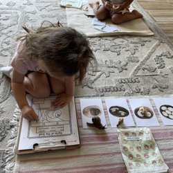 Caring Hearts Montessori Day Care Glendora - Parts of a snail. Life cycle.